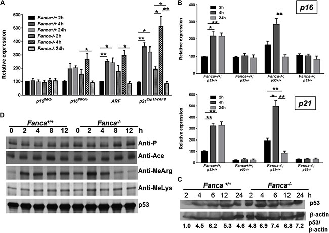 Aberrant oncogene-induced arginine methylation of p53 contributes to short-lived oncogenic response.