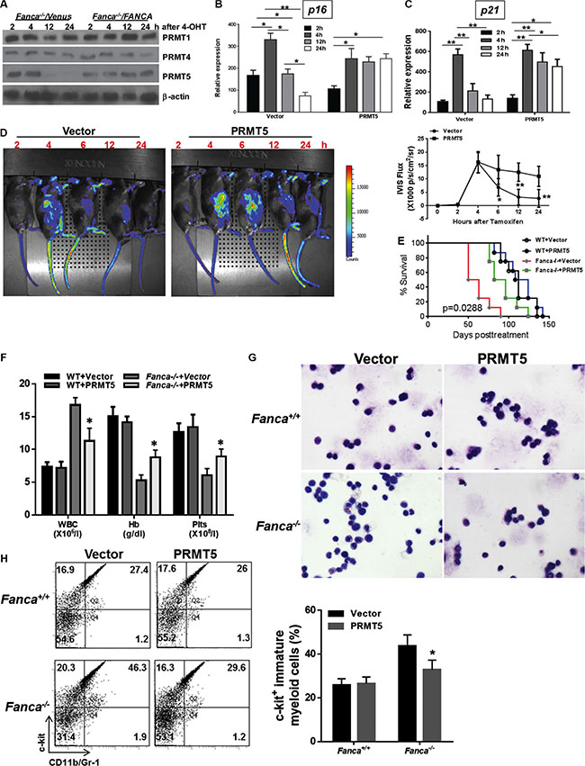 PRMT5-mediated arginine methylation of p53 prevents short-lived oncogenic response.