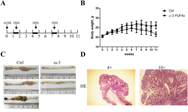 &#x03C9;-3 PUFAs intake prevents AOM/DSS-induced colorectal cancer.