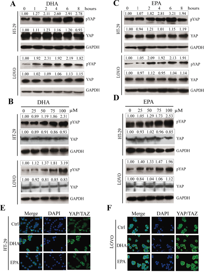 &#x03C9;-3 PUFAs induce phosphorylation and cytoplasmic translocation of YAP in CRC cells.