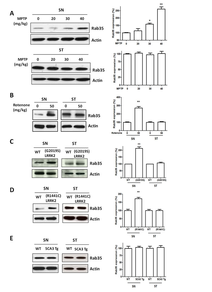 The protein level of Rab35 is increased in the substantia nigra (SN) of MPTP-treated mice, rotenone-treated mice, (G2019S) LRRK2 or (R1441C) LRRK2 transgenic mice, but not in the SN of SCA3 transgenic mice.