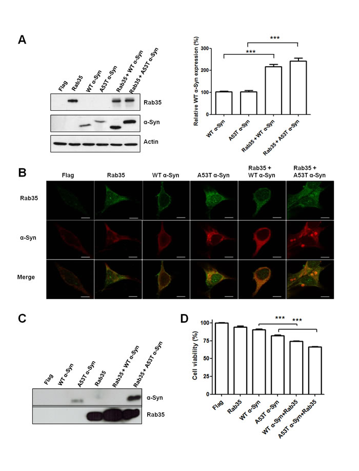 Rab35 promotes aggregation and secretion of A53T &#x3b1;-synuclein (A53T &#x3b1;-Syn).