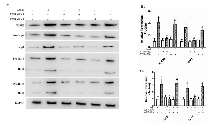 Ang II triggered maturation of IL-1&#x3b2; and IL-18 via AT1R rather than AT2R.