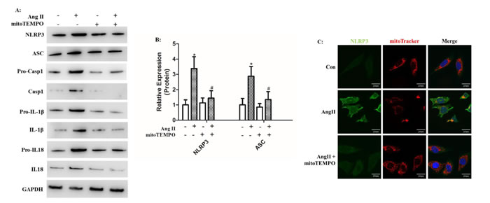 MitoTEMPO scavenged mROS to inhibit NLRP3 inflammasome activation.