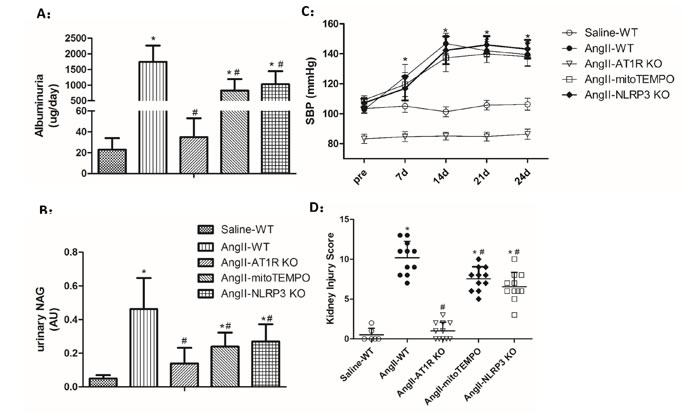 Biochemical and pathological changes of Ang II-induced kidney damage