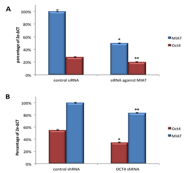 MIAT constitutes positive regulatory loop with OCT4 in transcription.