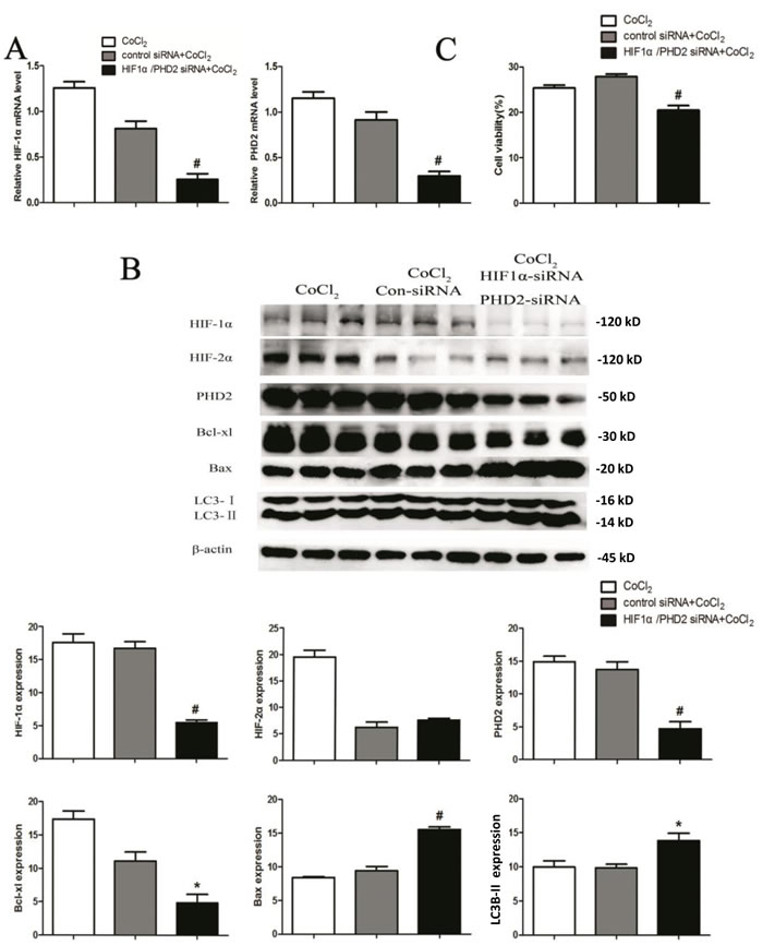 HIF-1&#x3b1; knockdown abolishes cytoprotection by PHD2 siRNA in CoCl