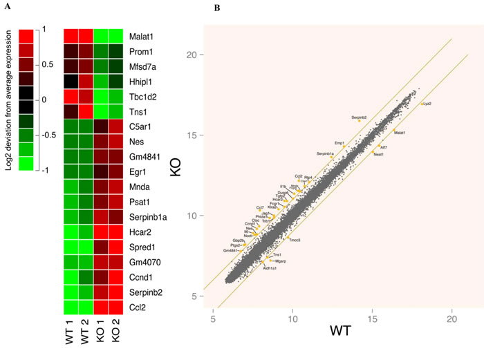 Genome-wide gene expression analyses in resting wild type and FURIN deficient peritoneal macrophages.