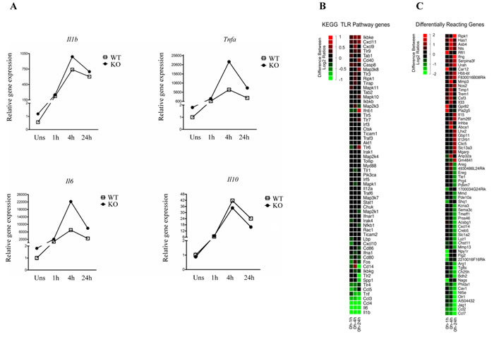 LPS-induced gene expression dynamics in wild type and FURIN deficient peritoneal macrophages.