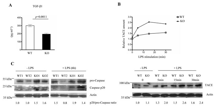 FURIN deficient macrophages produce less bioactive TGF-&#x3b2;1 and show hyperactivation of TACE and Caspase-1 p20.