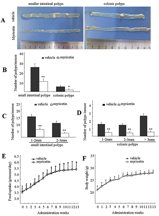 Myricetin prevents intestinal tumorigenesis in APCMin/&#x002B; mice.