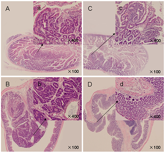 H&#x0026;E-stained intestinal sections from APCMin/&#x002B; mice.