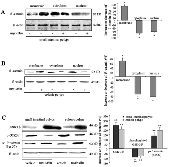 Myricetin modulates the localization of GSK-3&#x03B2; and &#x03B2;-catenin in intestinal adenomatous cells.