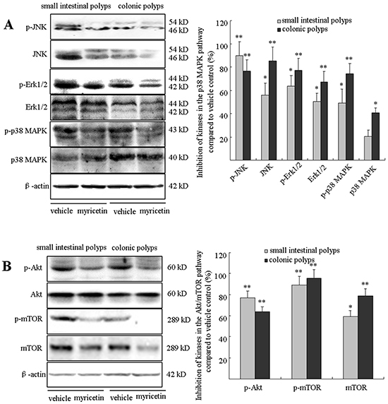 Myricetin downregulates the p38 MAPK and Akt/mTOR signaling pathways.