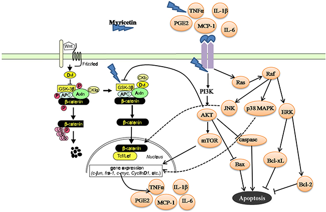 Summary for mechanisms of myricetin in the chemoprevention of intestinal tumorigenesis in APCMin/&#x002B; mice.