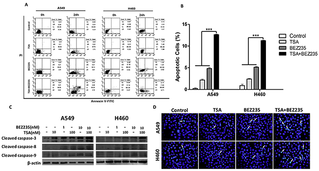 Combination treatment with BEZ235 followed by TSA induces apoptosis in A549 and H460 cells.