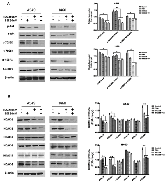 BEZ235 suppresses p-Akt, p-70S6K, and p-4EBP1, whereas TSA mainly suppresses HDAC1/2/6 in A549 and H460 cells.