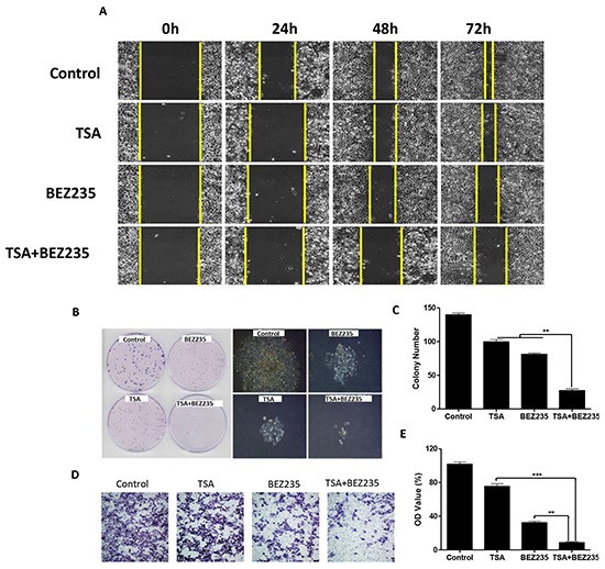 Co-treatment with BEZ235 and TSA synergistically inhibited A549 cancer cell proliferation, migration and invasion.