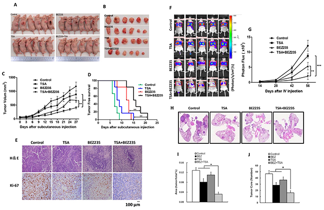BEZ235 and TSA synergistically suppressed the growth and metastasis of A549 cells in vivo.