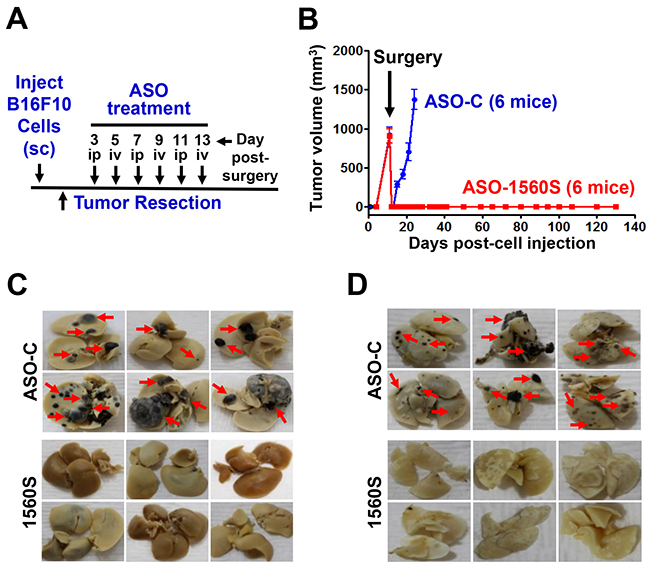 ASK in vivo inhibits tumor growth and metastasis.