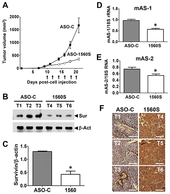 ASK in vivo retards tumor growth through antisense effect.