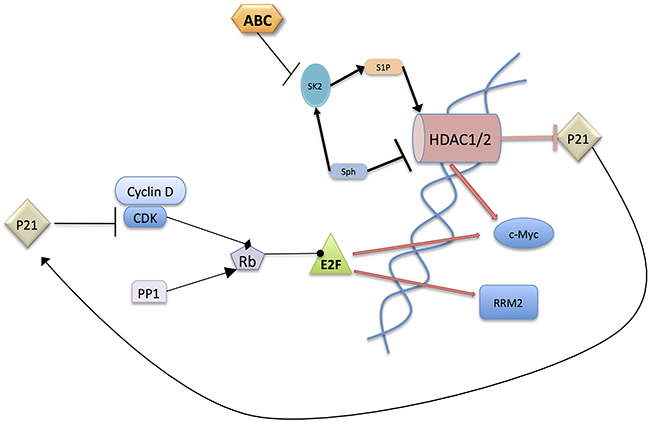 Postulated mechanism of action of ABC294640.