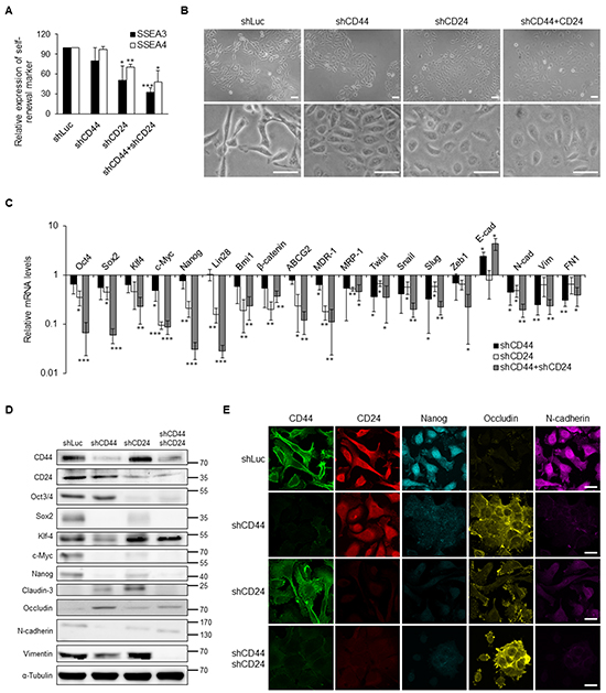Suppression of stemness and EMT expression via knockdown of CD44 and CD24 in NPC CSCs.