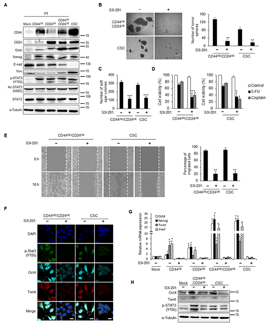 STAT3 inactivation blunts the CD44/CD24-induced CSC properties.