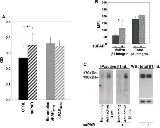 Full-length suPAR increases adhesion of KG1 cells to fibronectin.