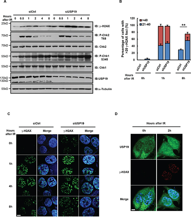 Cells depleted with USP19 show accumulation of DNA-damage.