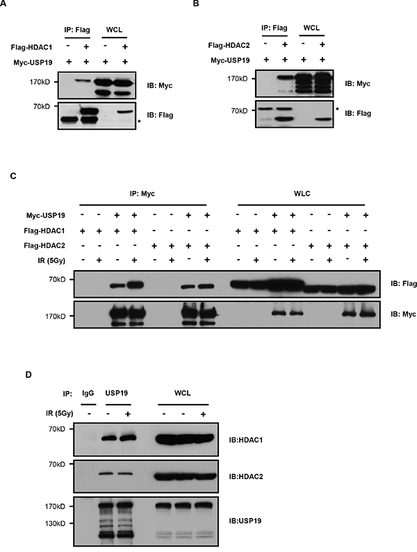 USP19 interacts with HDAC1 and HDAC2.