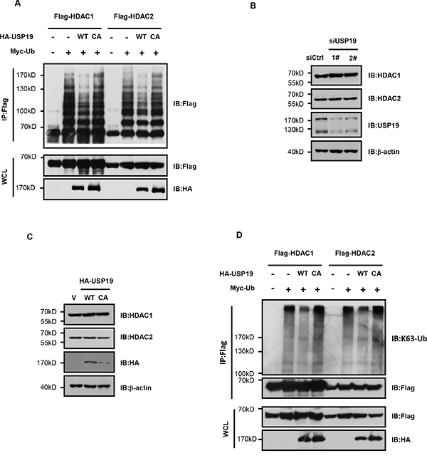 USP19 specifically deubiquitinates HDAC1/2 for their K63-linked ubiquitination.