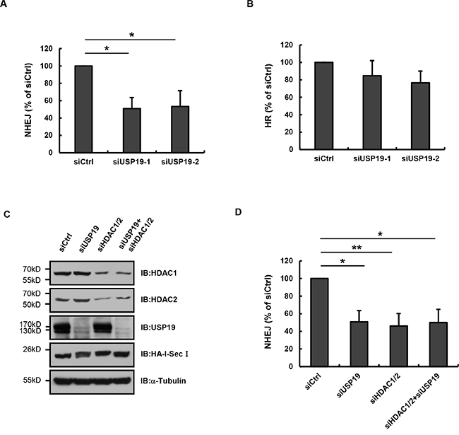 USP19 is required for in NHEJ-mediated DNA repair.
