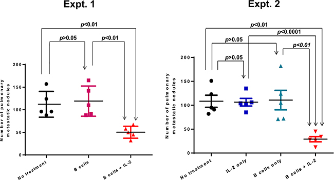 Adoptive transfer of a suboptimal does (1 x 106) TDLN B cells plus IL-2 administration suppressed spontaneous pulmonary metastasis.