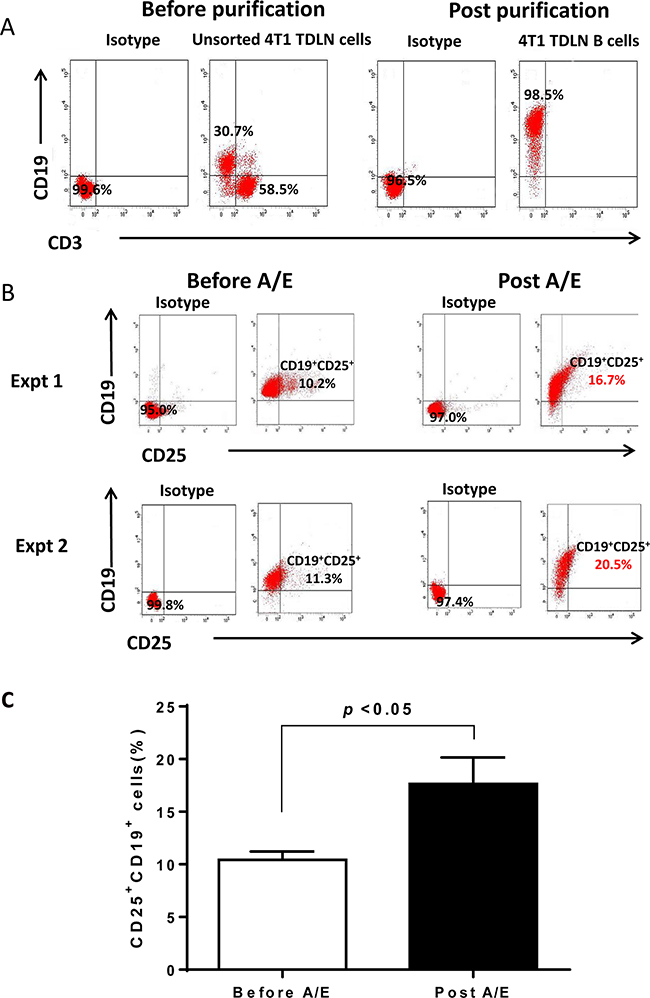 Phenotype of 4T1 TDLN B cells.