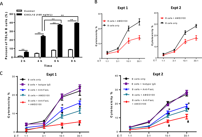 Involvement of CXCR4/CXCL12 pathway in 4T1 TDLN B cell-mediated cytotoxicity of 4T1 tumor cells.