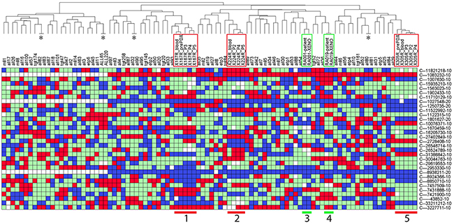 Authentication of solid tumor PDXs using PAS.