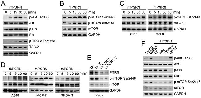 PGRN promoted phosphorylation of mTOR, which depended on PI3K/Akt signaling.