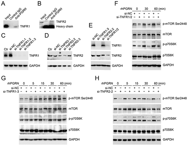 TNFR2 was needed for PGRN-stimulated mTOR signaling in cervical cancer cells.