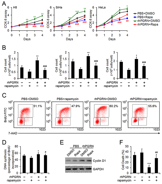 Rapamycin inhibited the proliferation-promoting and anti-anoikis role of PGRN in cervical cells.