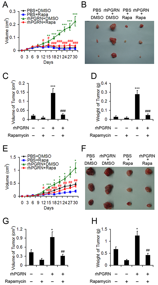 Rapamycin disrupted rhPGRN-induced tumor formation and growth in nude mice implanted with H8 or HeLa cells.