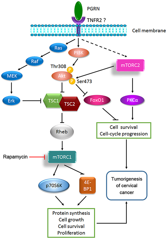 A proposed model of PGRN-stimulated mTOR signaling in the tumorigenesis of cervical cancer.