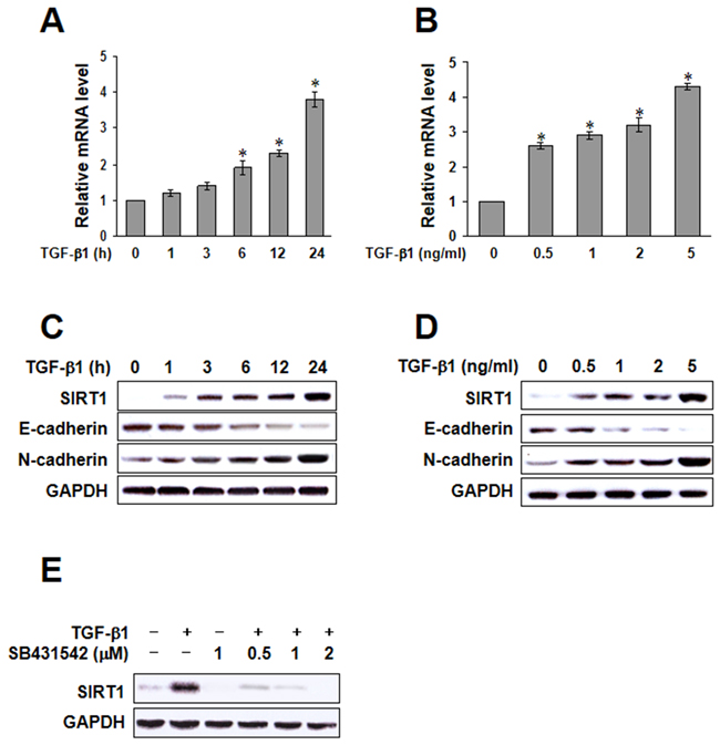 Transforming growth factor (TGF)-&#x03B2;1-induced sirtuin 1 (SIRT1) expression.