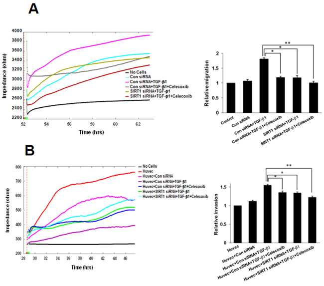 Effect of sirtuin 1 (SIRT1) deletion on transforming growth factor (TGF)-&#x03B2;1-induced A549 cell migration and invasion, inhibited by celecoxib.