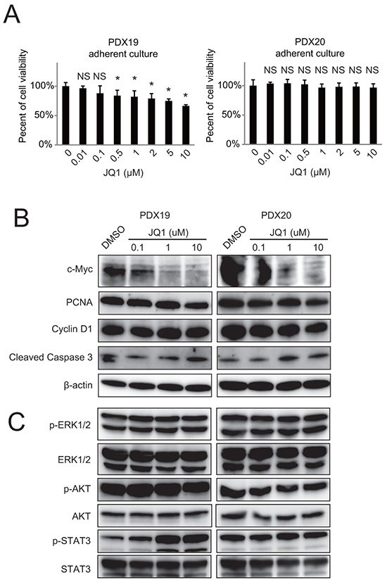 JQ1 exhibits minimal effects on the growth of primary human PDAC cells in vitro.