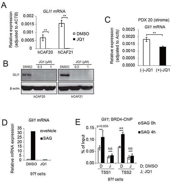 JQ1 inhibits Hh target gene GLI1 expression in both human and murine CAFs.