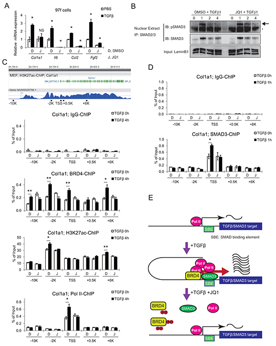 JQ1 inhibits the TGF-&#x03B2; pathway by disrupting BRD4 binding to promoter regions of target genes.