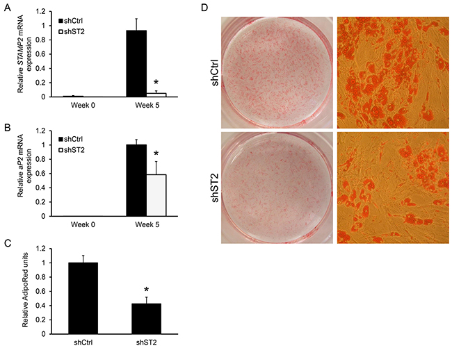 Knockdown of STAMP2 suppresses ASC adipogenesis.