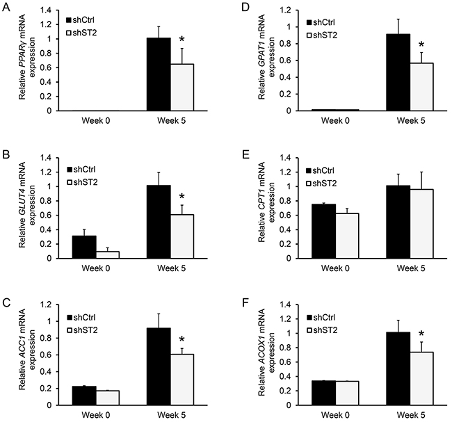 Knockdown of STAMP2 affects the expression of genes involved in energy uptake, lipid synthesis, and storage.