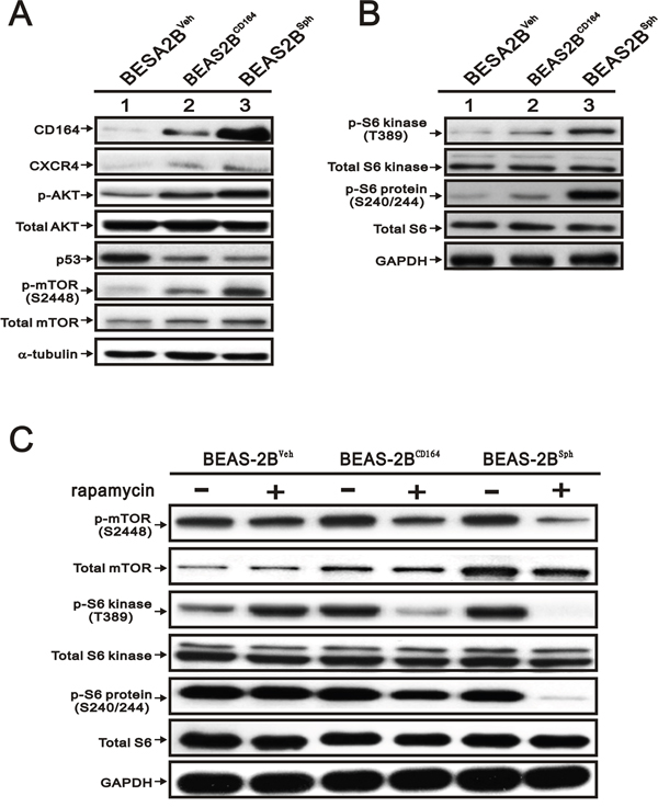The effect of CD164 overexpression on the PI3K/Akt/mTOR pathway inBEAS-2B cell.